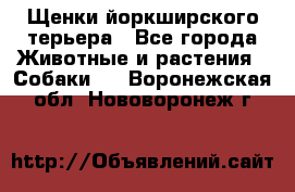 Щенки йоркширского терьера - Все города Животные и растения » Собаки   . Воронежская обл.,Нововоронеж г.